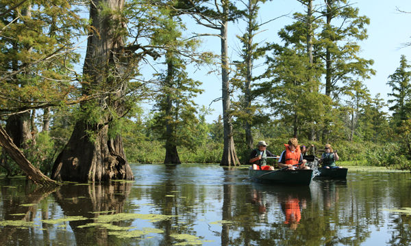 There Are Bald Cypress Swamps in Illinois, and Almost Nobody Outside the State Knows About Them